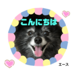 ポメラニアンのエースくん！