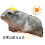 ジャンガリアンのエースくん