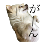 うちのエース。