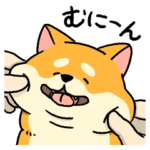 とってもむちむち！柴犬むち