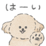 テディベアドッグのモコ