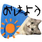 千葉の保護猫 エルとニア