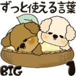トイプードル1『ずっと使える言葉』