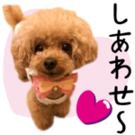 かわいい・わんこトイプー・文字大きめ