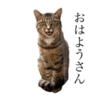 愛しのにゃあさん　お試し編