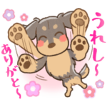 ダックス大好き◆思いやり◆黒タン