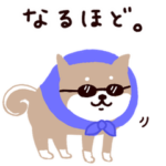 ○SHIBAINUさん○