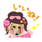 七五三ダックスフンド