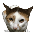 七五三をお祝いするちゃちゃ