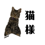 正月と七五三ぽて&タピ