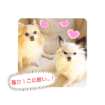 愛犬チワワのスローディズ２・七五三付き