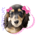 ワンちゃん七五三