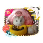 アロとアネとラウの七五三