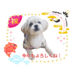 もちこといっしょ七五三4