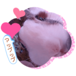 お茶目なkokkochan七五三編