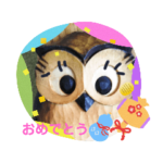 七五三のフクロウたち