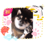 七五三の空。。