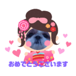 シーズー『心』七五三おめでとうスタンプ♡