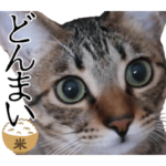 ダジャレ＋死語のデカ文字猫スタンプ。