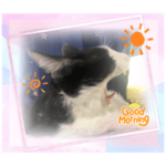 ドジっ子ハチワレみーちゃん