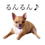 チワワのびっちゅ