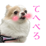 チワワのモカちゃんスタンプ