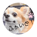 チワワのみーたん♪