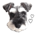 シュナウザーのいる暮らし