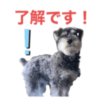 NENE !! シュナウザーの女の子