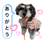 シュナウザーのココ