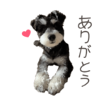 M.シュナウザーのルーク®️