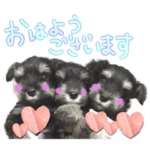 リトルワンのシュナウザーの子犬達