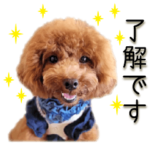 かわいい・わんこ㉒トイプー・文字大きめ