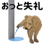 ▶動く！ゴールデンレトリバー