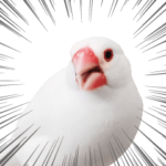 ことりカフェ心斎橋の文鳥スタッフ写真編