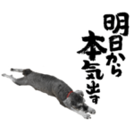 犬の本気。（シュナウザー ）