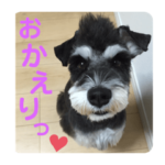 シュナウザー  ギルの言いたいこと