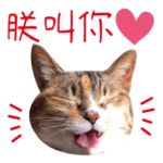 台湾中国語の猫スタンプ