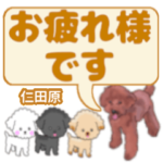 仁田原「ひとしたはら」さんのトイプードル