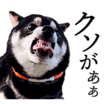 豆柴すみすみ（その2）