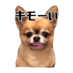 ちわわのポッキー実写版2