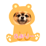 ちわわのポッキー実写版