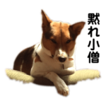 プクちゃん可愛い2