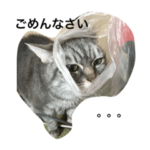 キキとポッキー