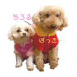 ぽっきーとちろる