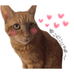 ポッキーฅˆ•ﻌ•ˆฅ