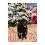 ミックス犬 ポッキーちゃん