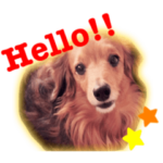 りとる ぽっきー