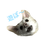 ポッキー（ぽぽちゃん）スタンプ✨