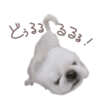 ポッキーくんはペキニーズ